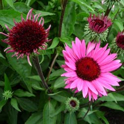 echinacea fatal attraction